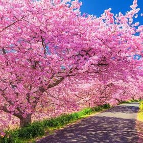 (From Tokyo) 2D1N Kawazu Cherry Blossom Festival & Mt. Omuro Bus Tour 
(Image: Klook)