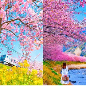 (From Tokyo) Kawazu Early Cherry Blossoms & Kawazu Nanataki & All-You-Can-Eat Strawberries Day Tour
(Image: Klook)