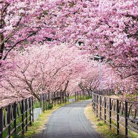 【2025年2月河津櫻限定】日本伊豆賞櫻＆賞梅一日遊｜河津櫻・熱海梅園・草莓吃到飽｜東京出發
(Image: KKday)