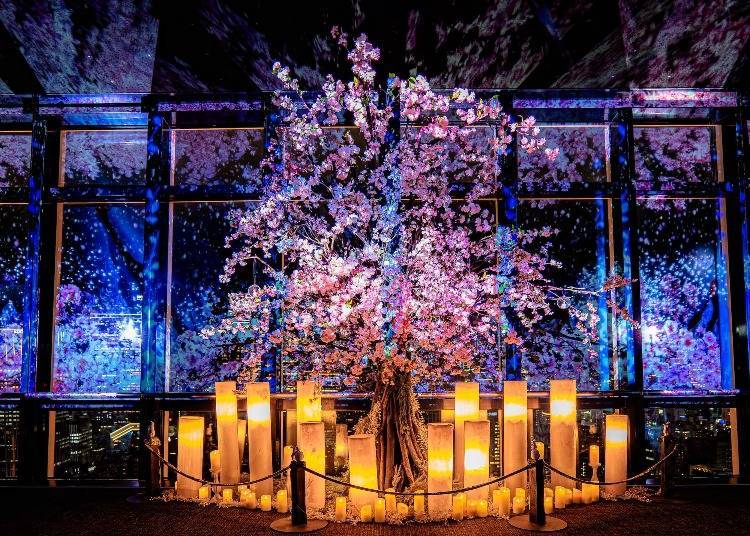 NAKED × Tokyo Tower – CITY LIGHT FANTASIA Spring Concerto 2025 (Shiba Park)