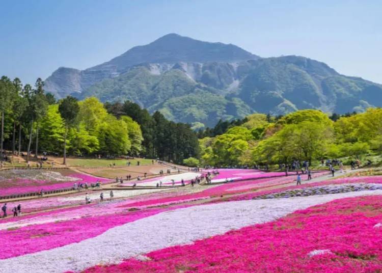 Hitsujiyama Park – Shibazakura Festival (Saitama, Chichibu)