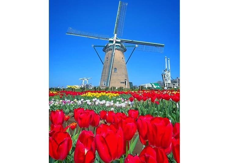 Sakura Tulip Festa 2025 (Chiba, Sakura)