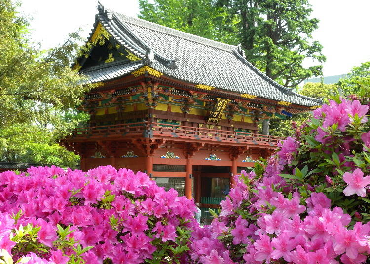 根津神社　文京つつじまつり（文京）