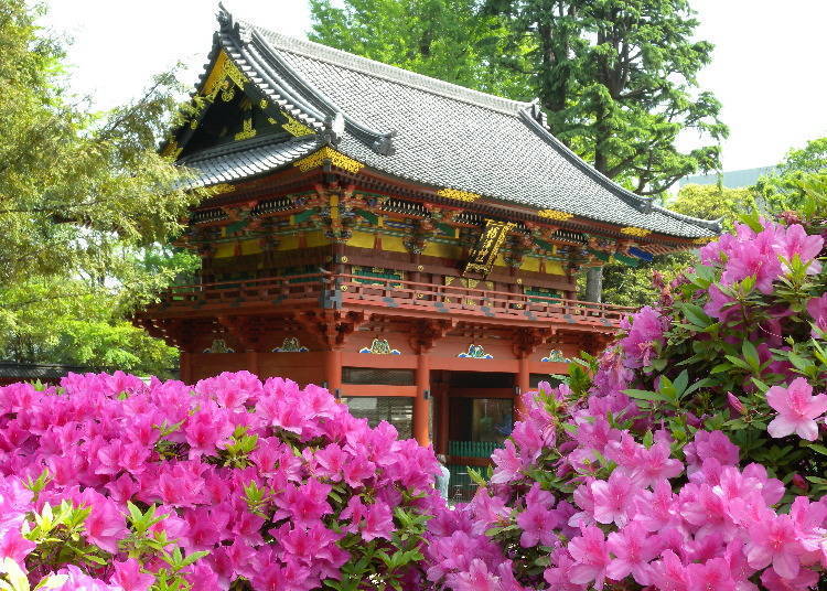 ศาลเจ้าเนซุ – เทศกาลดอกอาซาเลีย Bunkyo (โตเกียว, บุงเคียว)