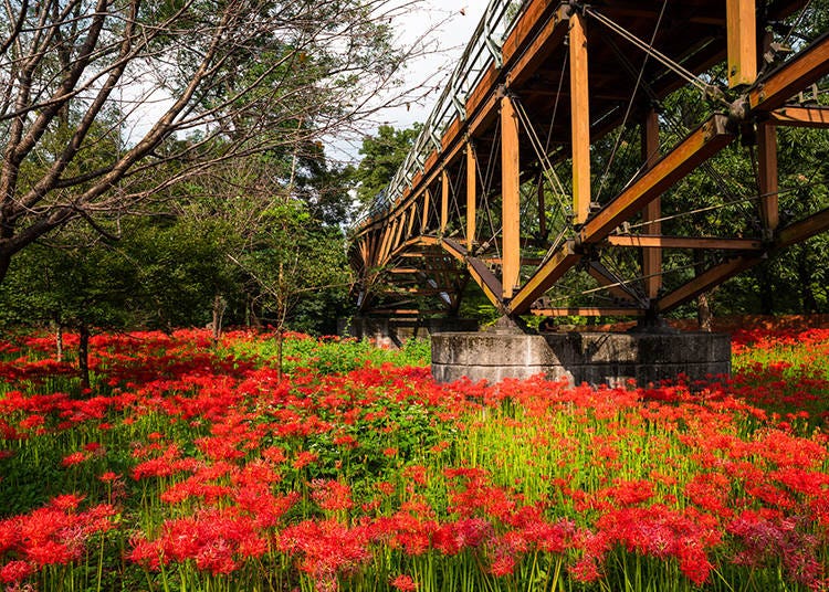 Red spider lilies in Saitama’s Kinchakuda Manjushage Park in September (Image: PIXTA)
