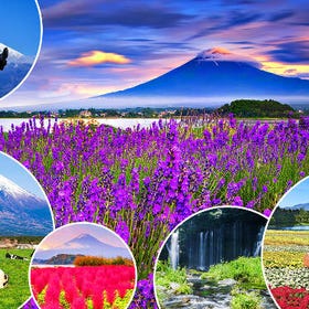 (Tokyo) Mt. Fuji Makaino Farmland & Shiraito Falls Day Tour
Details & Bookings ▶
(Image/Activity Provider: Klook)