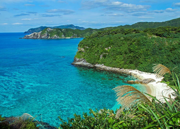 Musim Gugur di Pulau Aka (Okinawa): Rumput susuki keemasan melambai tertiup angin. (Gambar: PIXTA)