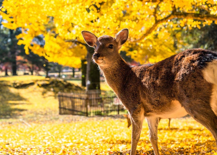 Taman Nara semakin indah pada musim luruh. Di sini, pokok ginkgo mula bertukar keemasan sekitar penghujung November. (Imej: PIXTA)