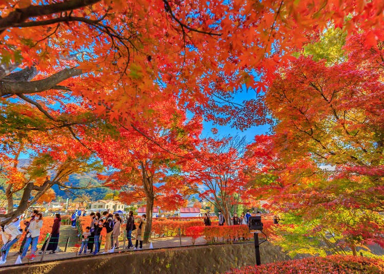 You can see incredible autumn colors in Japan in November (Image: PIXTA)