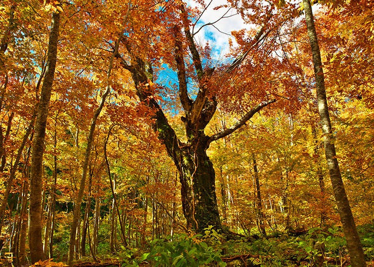 November is a great time to discover the stunning autumn colors in Shirakami Sanchi in Akita (Image: PIXTA)