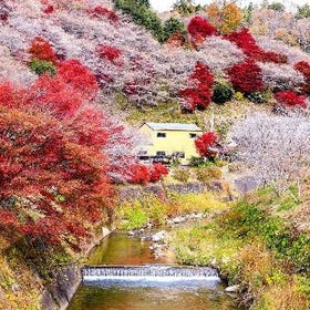 Korankei and Obara Shikizakura Autumn Views Bus Tour from Nagoya
Details & Bookings▶
(Activity partner & photo: Klook)