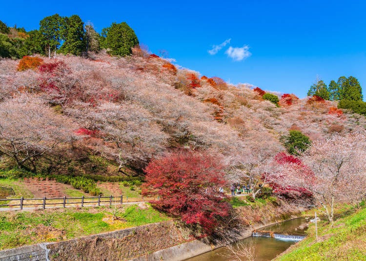 Bunga sakura bergabung dengan warna musim luruh di Senmi Shikizakura no Sato (Imej: PIXTA)