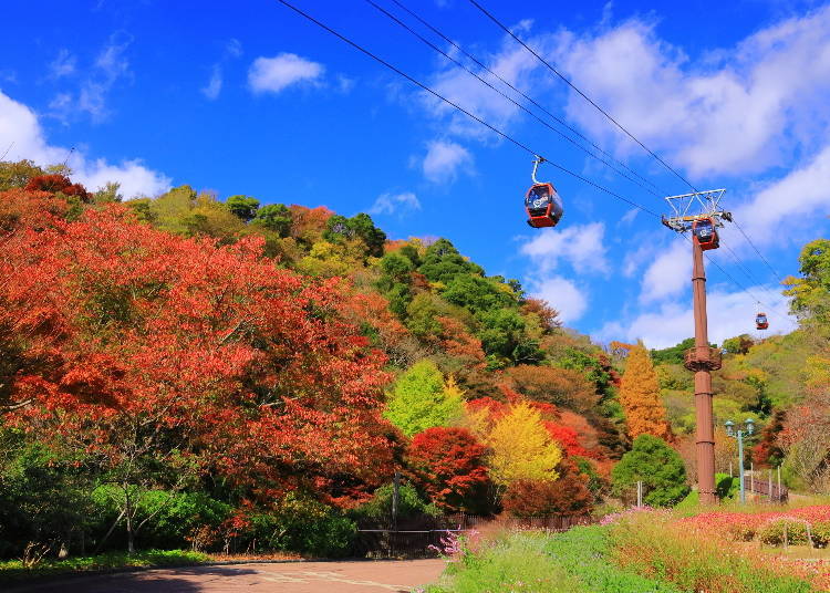 Kobe Nunobiki Herb Gardens & Ropeway ialah susunan warna yang indah pada November (Imej: PIXTA)
