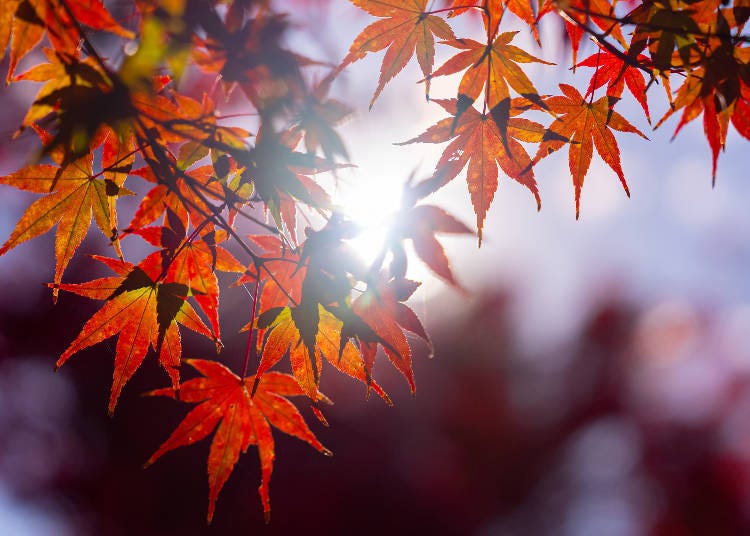 11月的日本秋色（圖片來源：PIXTA）