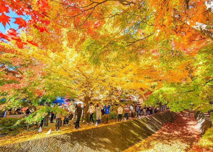 沿著河口湖旁的紅葉迴廊可以欣賞到壯觀的秋天景色（圖片來源：PIXTA）