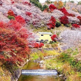 馬上預約▶ [愛知] 香嵐溪與櫻花-紅葉-同觀巴士遊（名古屋出發）
(活動夥伴及照片：Klook客路)