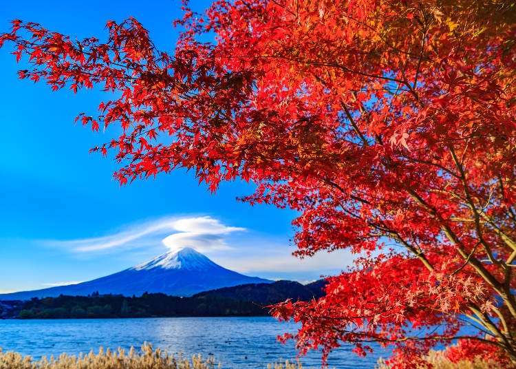 Autumn and winter combine at Kawaguchi in December (Image: PIXTA)