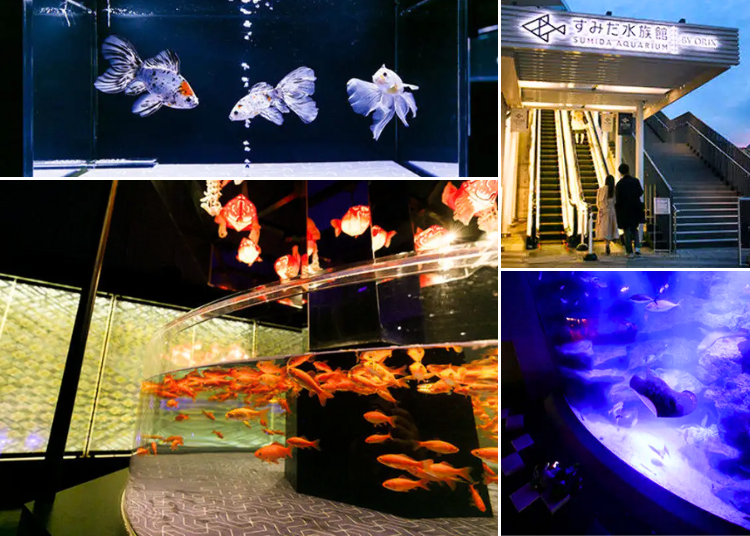 (Photo: LIVE JAPAN article #a0003372)