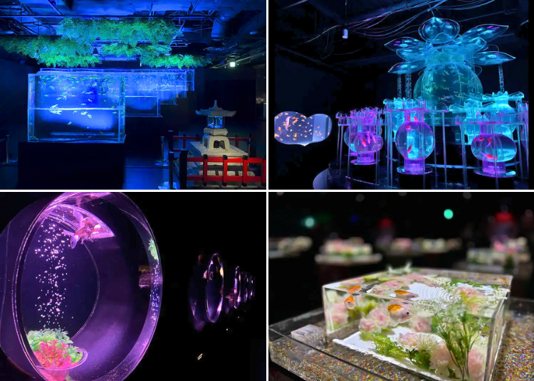 (Photo: LIVE JAPAN article #a0005334)