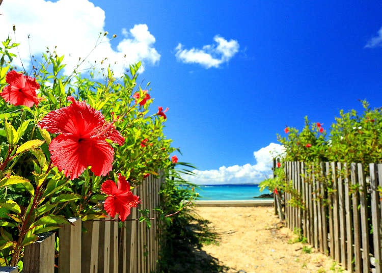 Summer Begins as Okinawa's Rainy Season Ends on June 20! Other Regions Enter Rainy Season Now