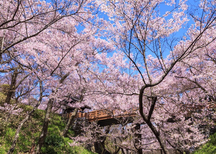 高遠城址公園（画像素材:PIXTA）