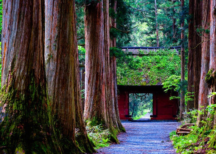 戸隠神社・奥社参道（画像素材:PIXTA）