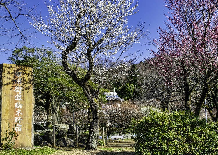 Takao Baigo Plum Festival – Sekisho Plum Grove (Image: PIXTA)