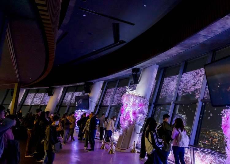 東京3月活動攻略：節慶祭典、美食體驗與必玩景點