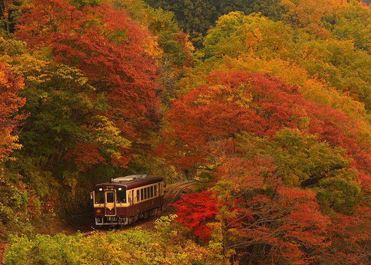 Watarase Keikoku Railway Line passing through Autumn foliage (Image: Klook)
