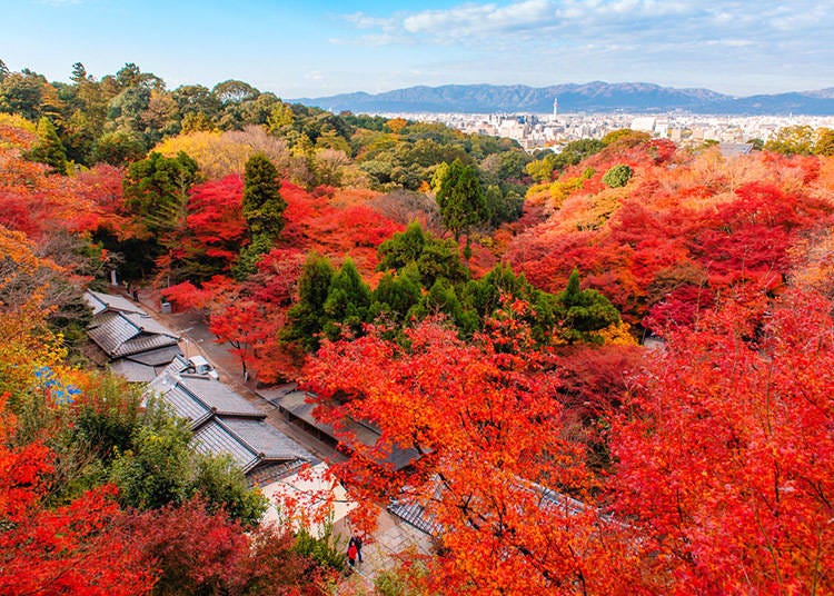 Top view of Tofukuji Temple surrounded by red maple trees in Autumn (Image: Klook)
