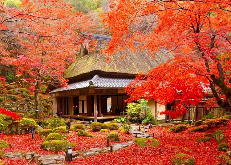 Kyorinbo engulfed by scarlet autumn foliage (Image: Klook)
