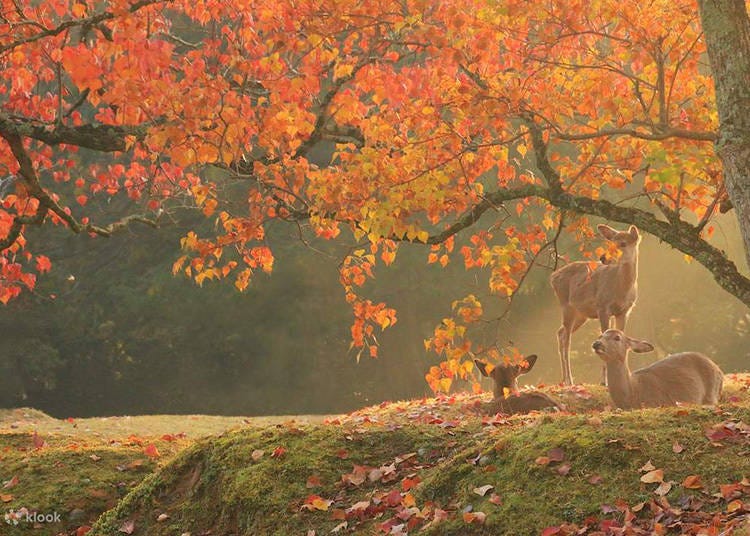 Three deers under autumn trees in Nara (Image: Klook)