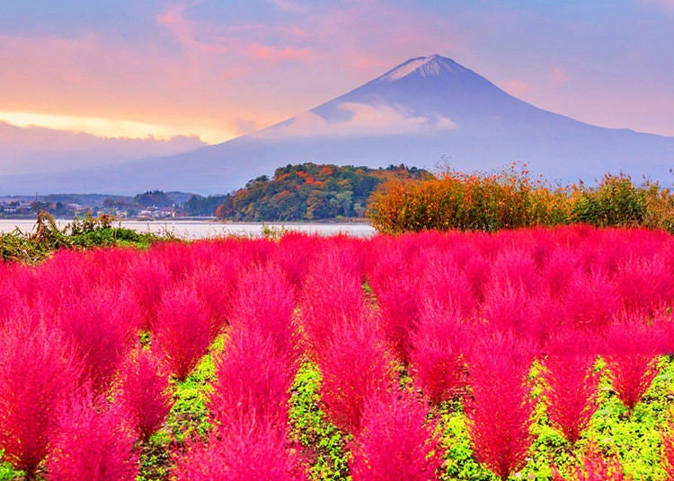 Tanaman kochia merah tua di depan Gunung Fuji (Gambar: Klook)