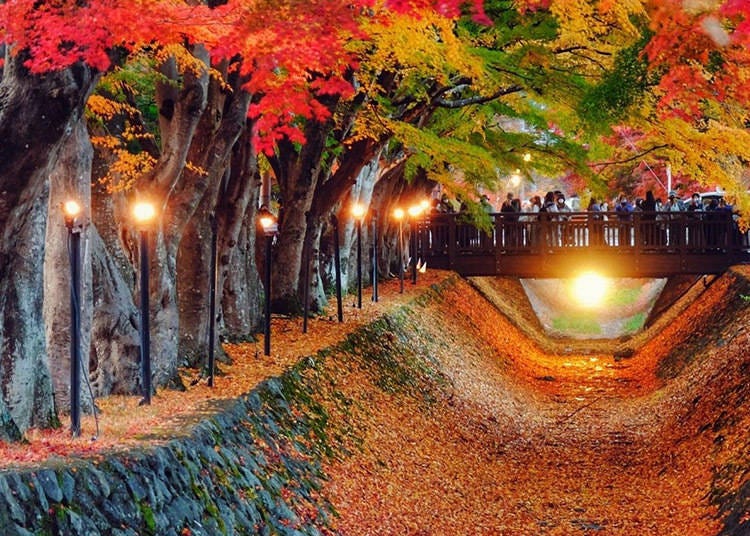 Momiji Corridor di Tasik Kawaguchiko (Imej: Klook)