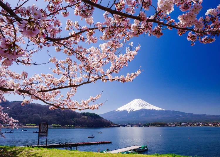Cherry Blossoms on the Northern Shore of Lake Kawaguchi (Photo: PIXTA)