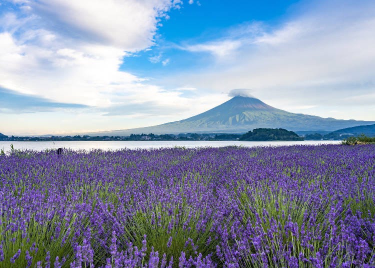 Mt. Fuji and lavender in Oishi Park (Photo: PIXTA)