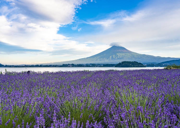 富士山とラベンダー　大石公園（画像素材:PIXTA）