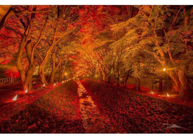 (Image courtesy of Fujikawaguchiko Town Tourism Division)