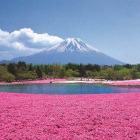 (From Tokyo) Mt Fuji 5th St., Ropeway, Fruit Picking & Oshino Hakkai Tour
Details & Bookings ▶
(Image/Activity provider: Klook)