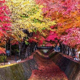 (From Tokyo) Mt. Fuji 5th Sta. & Autumn Festival Tour
Details & Bookings ▶
(Image/Activity provider: KKday)