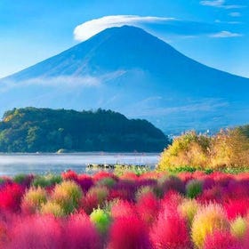 (From Tokyo) Mt. Fuji & Kawaguchiko Flower Viewing Tour
Details & Bookings ▶
(Image/Activity provider: Klook)