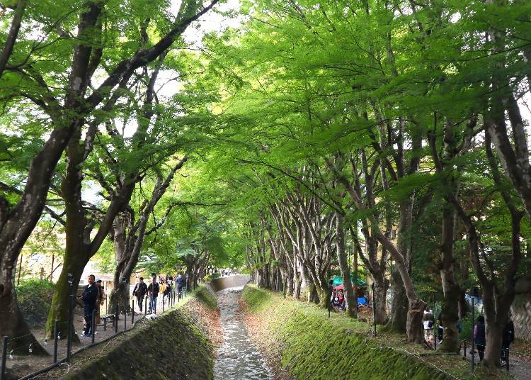 見逃せない「もみじ回廊」