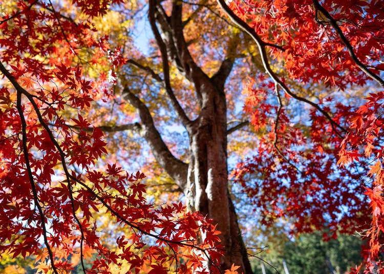 2024 Japan Autumn Color Report: Tokyo Past Peak