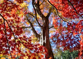 2024日本秋季楓紅最新動向！東京及關西地區隨時更新