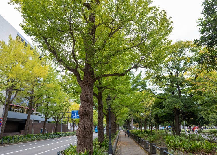 山下公園（橫濱／攝影時期：10月20日）