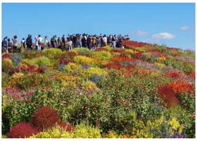 Experience the Vibrant Autumn Blooms at Hitachi Seaside Park: Kochia and Cosmos Now in Full Color