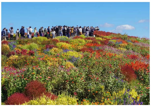 Experience the Vibrant Autumn Blooms at Hitachi Seaside Park: Kochia and Cosmos Now in Full Color