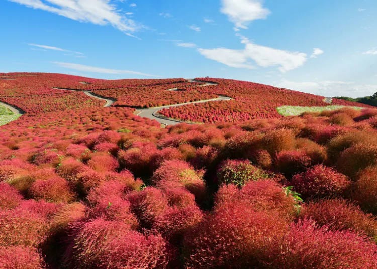 Kochia dyeing the entire hill red (Photo taken on October 20, 2024; Image: Hitachi Seaside Park)