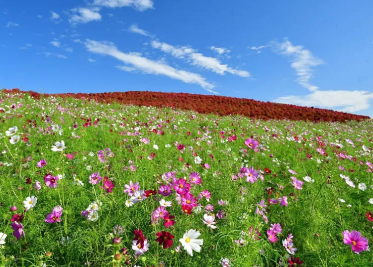 Miharashi Hill Cosmos (Photo Taken: October 20, 2024; Image: Hitachi Seaside Park)