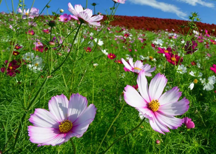 Sensation Mix Cosmos (Photo Taken: October 20, 2024; Image: Hitachi Seaside Park)